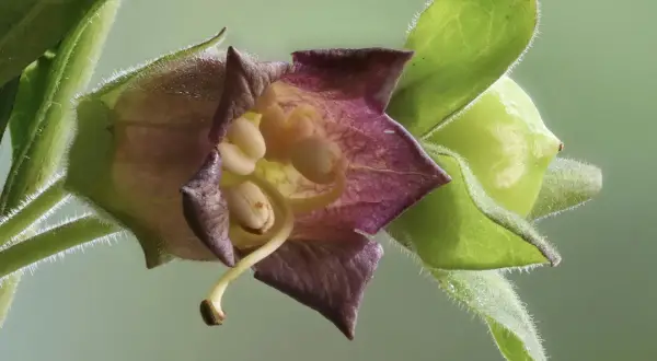 Belladonna w homeopatii: skutki uboczne i zastosowanie, które musisz znać